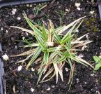 Carex firma Variegata