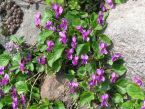 Viola odorata Roseiflora