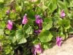 Viola odorata Roseiflora