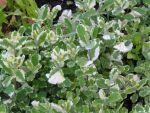 Mentha rotundifolia Variegata