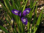 Iris graminacea